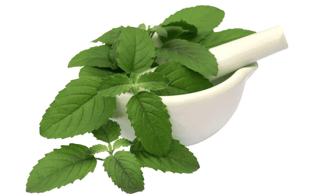 "What are the benefits of a tulsi plant"