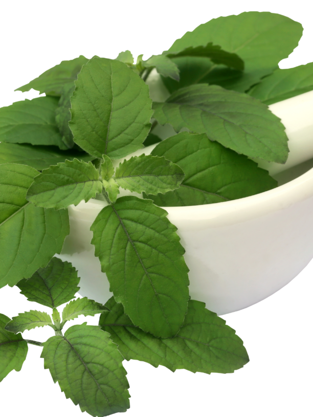 "What are the benefits of a tulsi plant"